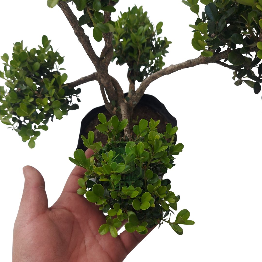 Arrayán Bolitas, Buxus #1 – Concepto Verde